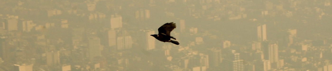 A bird flies through the polluted sky of Tehran January 25, 2007. REUTERS/Morteza Nikoubazl (IRAN) - RTR1LLY7